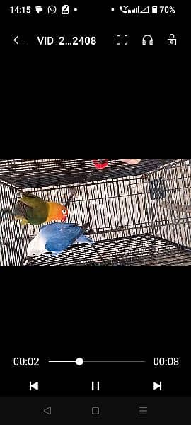 love birds for sale 2