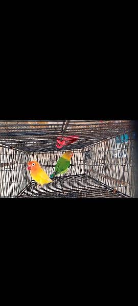 love birds for sale 4