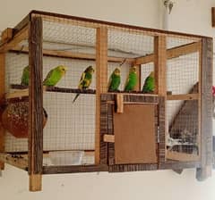 parrots