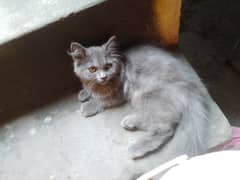 Persian cat  color grey  eyes  yellow 3 months very active