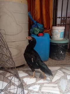 Aseel hen for sale.