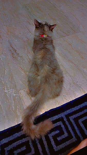 Persian cat doll face female available with 2 babys 1