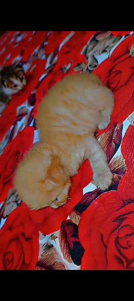 Persian cat doll face female available with 2 babys 11