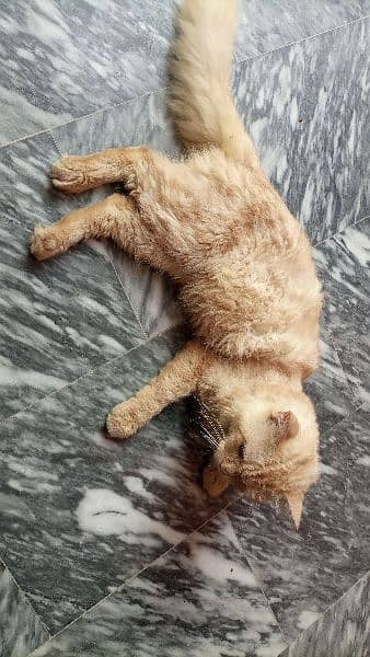 PERSIAN MALE CAT FOR SALE 1