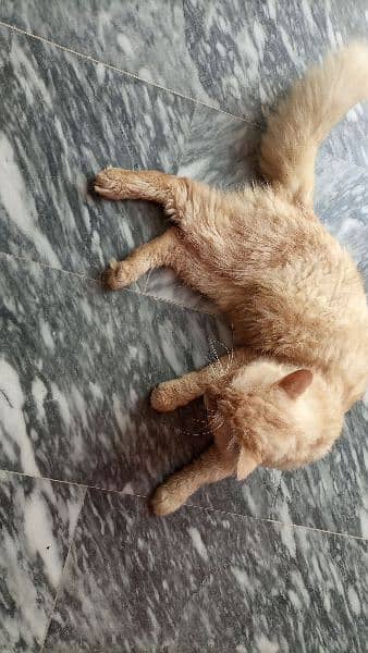 PERSIAN MALE CAT FOR SALE 2