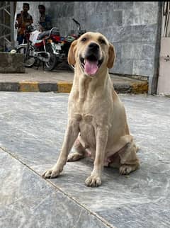 breader Labrador female fully trained