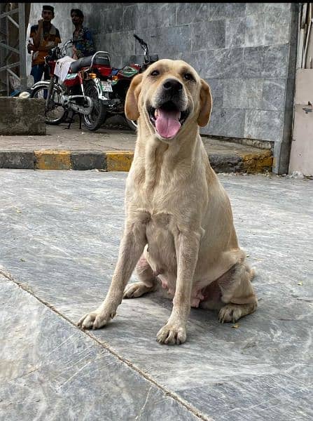 breader Labrador female fully trained 0