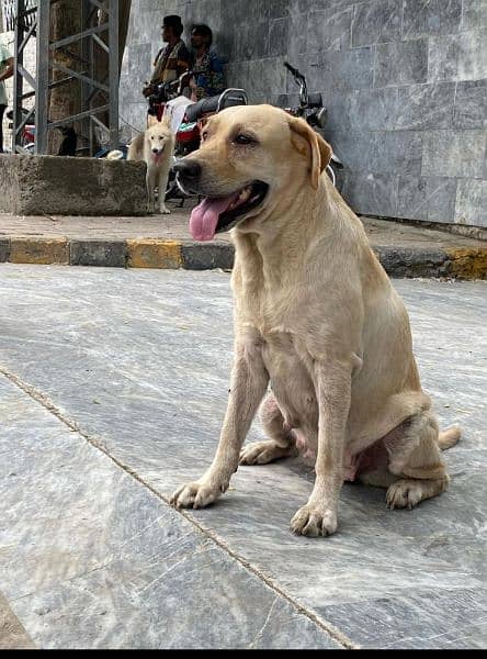 breader Labrador female fully trained 2