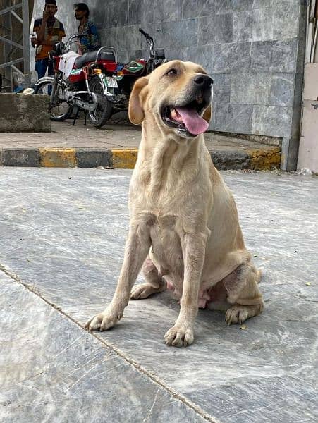 breader Labrador female fully trained 3