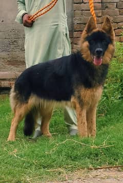 German shepherd Male Dog | Double Coat Dog