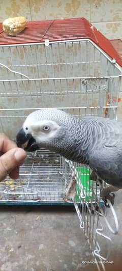 African Grey Parrot