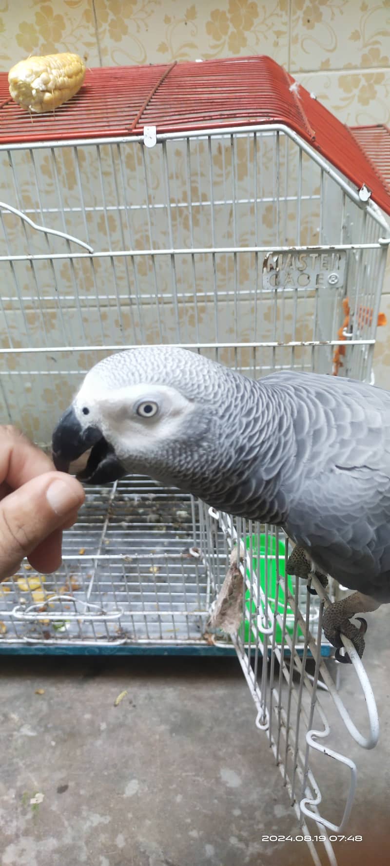 African Grey Parrot 0