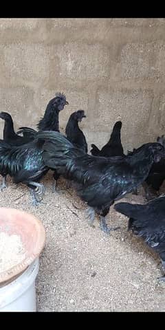 ayam cimani Pure gray tongue