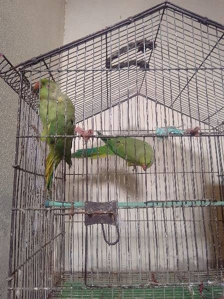 Green Parrot Male & Female 0