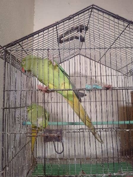 Green Parrot Male & Female 2