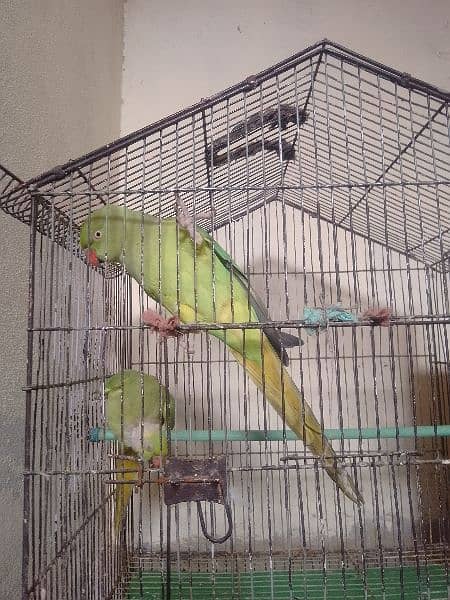 Green Parrot Male & Female 3