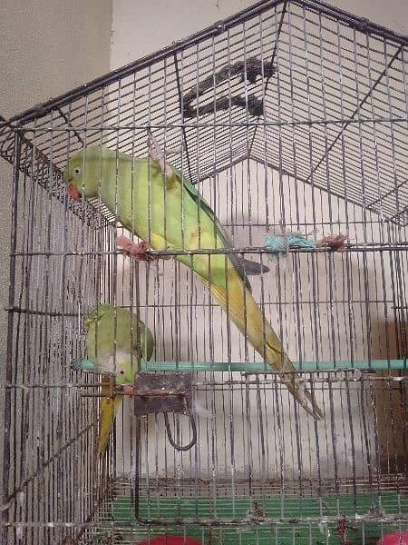 Green Parrot Male & Female 4