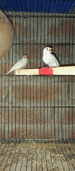 white black cheek finch breeder pair