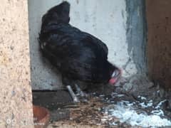 2 male Sindhi and 1 female australorp 4 month what'sapp no 03172780564