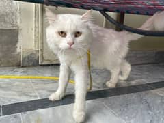 cat for sale vaccinated 03180541039 0