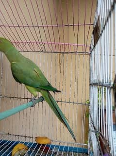 male parrot hai hand tame nhe hai