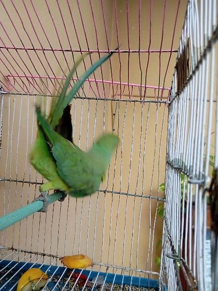 male parrot hai hand tame nhe hai 1