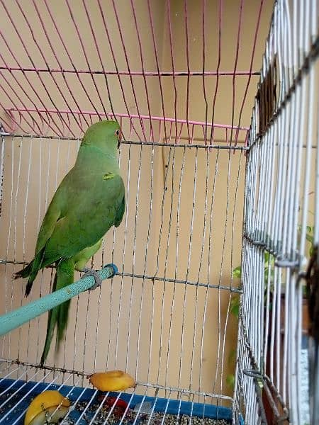 male parrot hai hand tame nhe hai 2