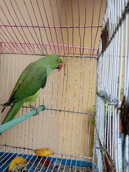 male parrot hai hand tame nhe hai 3