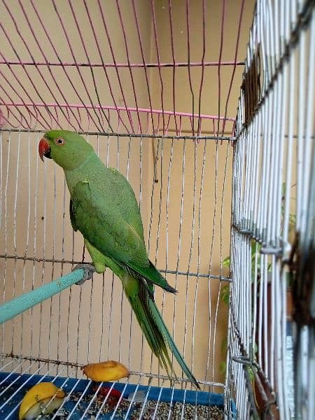 male parrot hai hand tame nhe hai 4