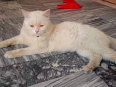 persian cat full tamed 0