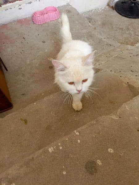 persian cat full tamed 1