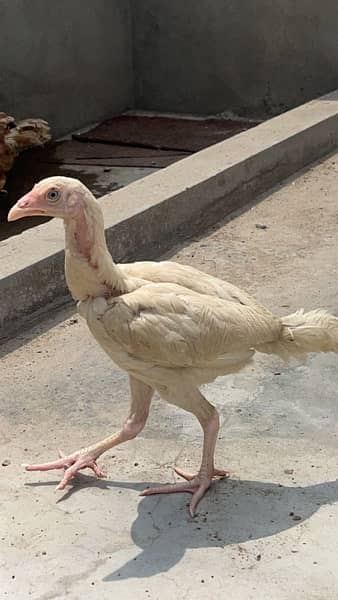 Aseeel lasani chicks for sale 0