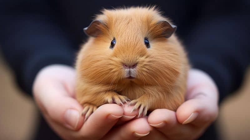 Cute Guinea Pigs(cavies] 10