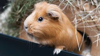 Cute Guinea Pigs(cavies]