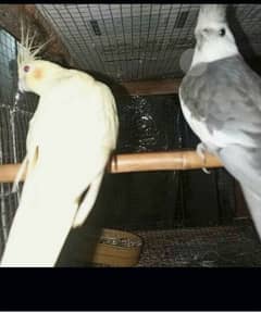 Coctail breeder pair comon Latino pair sell and exchange