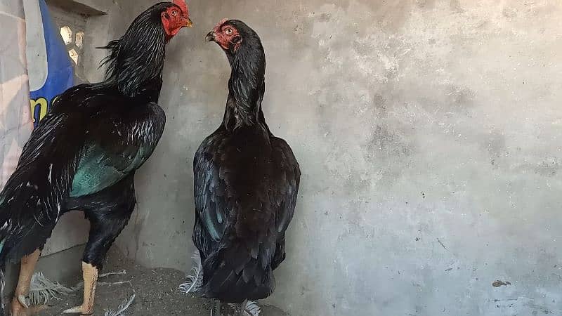 Mushka Black Chicks 3