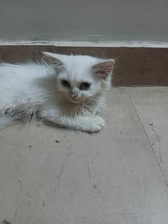 White Persian kitten for sale