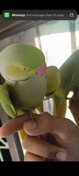 Green ringneck full talking face to face 0