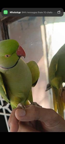 Green ringneck full talking face to face 1