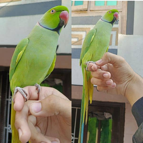 Green ringneck full talking face to face 2