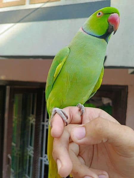 Green ringneck full talking face to face 3