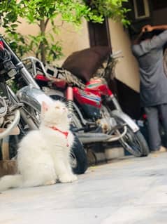 Persian Triple coated Female Cat