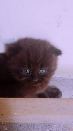 Persian Kittens with Cat