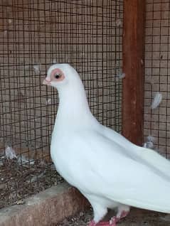 fancy pigeon 0