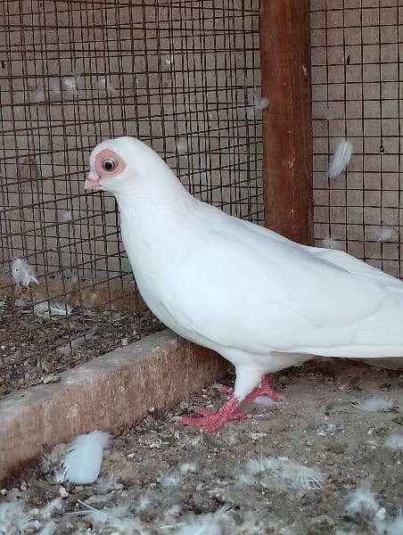 fancy pigeon 3