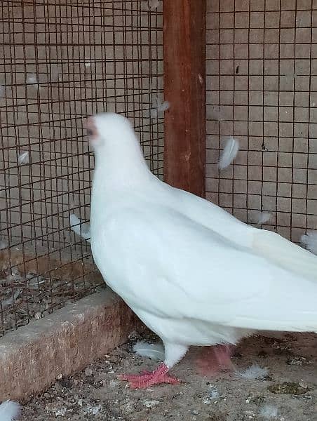 fancy pigeon 4