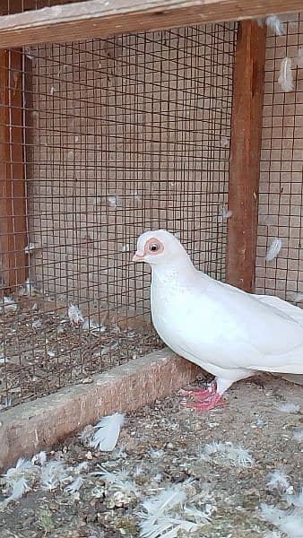 fancy pigeon 5