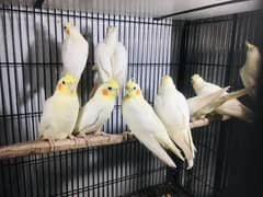 common white breeder pairs 0