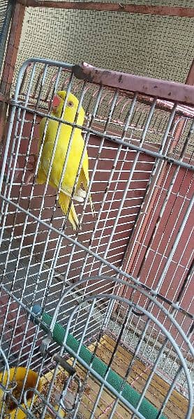 yellow parrot 0