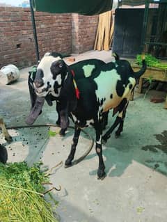 betal bakri| Goat | bakra | sheep | Breader | bakry | بکرا